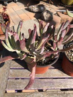 Cotyledon Orbiculata BURGUNDY ICE Succulent Plants 