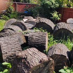 WOOD - Doug Fir Rounds