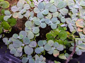 Aquarium Plants $5
