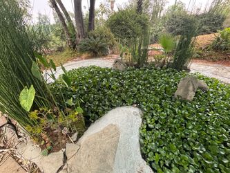Pond Hyacinth water plants