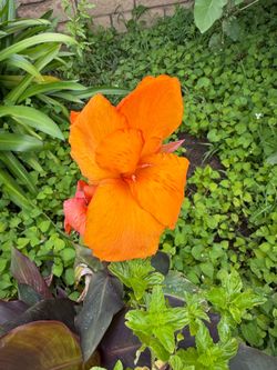 Deep Orange Canna Lilies - $5