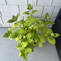 2.5gal Hydrangea Plant
