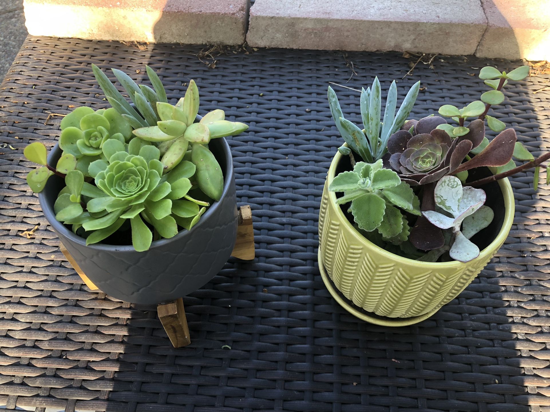 Assorted Succulent Arrangements In A Ceramic Pot
