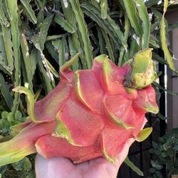 Organic Dragon Fruits
