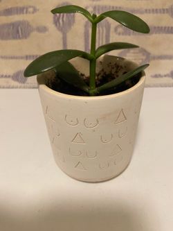 Jade plant in ceramic pot with drain