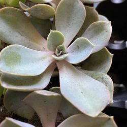 Echeveria ‘perle Von Nurnberg Succulent Plant For Gardens 