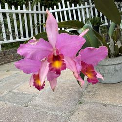 Orchids - Laelia Anceps