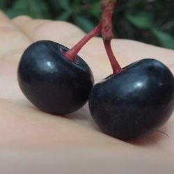 Capulin MEXICAN CHERRY TREE 