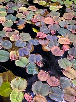 Red Roots Floaters