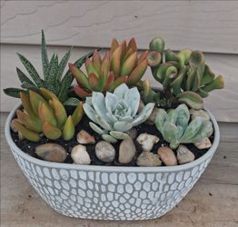 Mixed succulent plant 🪴