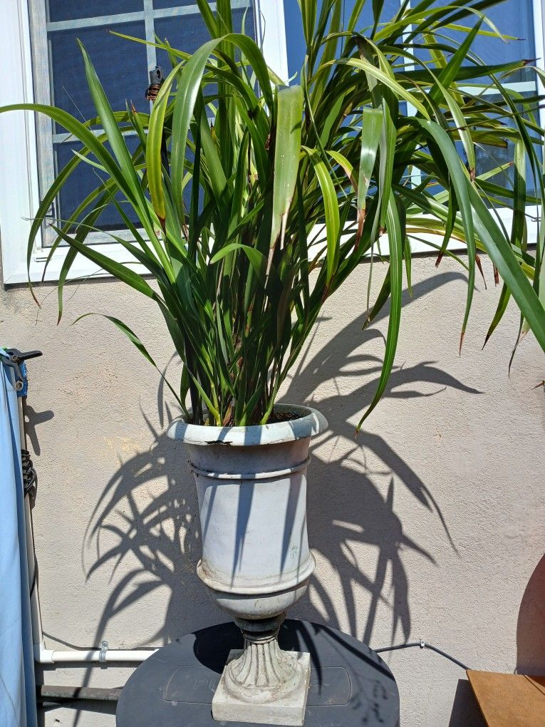 Plants And Pots.