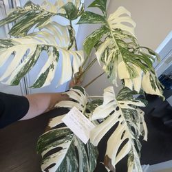 Monstera albos For Sale