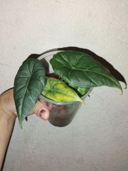 Alocasia maharani