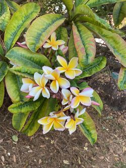 Plumeria California Sunset cuttings. Great color , huge bunches of blooms and the most amazing smell. Almost like fruit.  Multiple size cuttings start