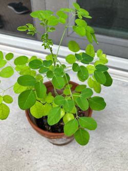Drumstick tree plant ( Moringa)