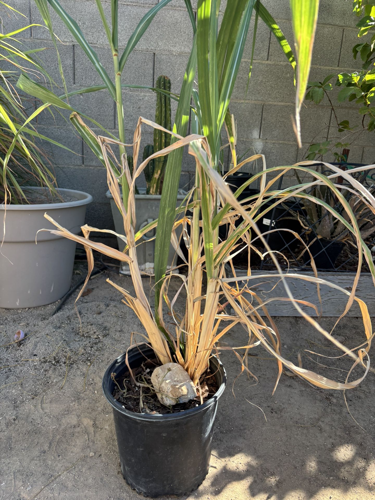 Green Sugar Cane Plant Landscape Sweet Fast Grower Garden