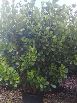 SALE! HUGE CLUSIA PLANT IN 25 GALLONS FOR ONLY $95 OPEN TODAY