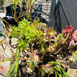 Organic succulent arrangement 