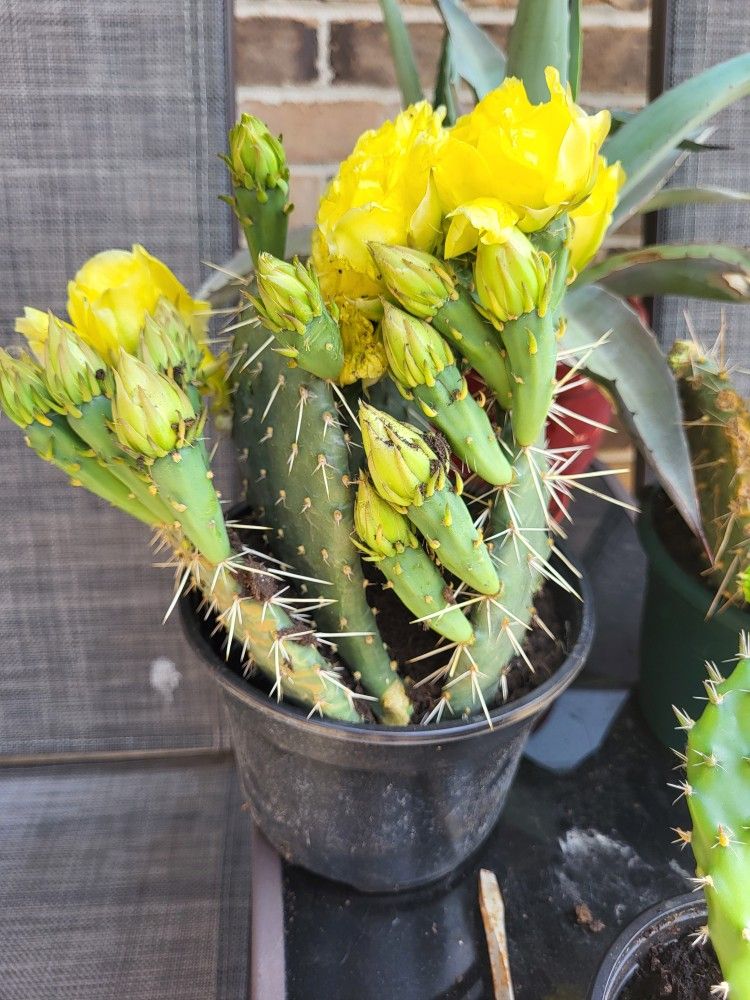 FLOWERING CACTUS IN 8" POT WITH 4 CLIPPINGS & FLOWERS..TH ONLY CACTUS THAT SURVIVES OUR WINTERS