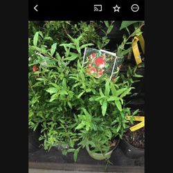 3 Gallon Pomegranate Fully Rooted Plant Punica Granatum