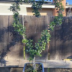 Bonsai Olive Tree Shaped As Heart $80