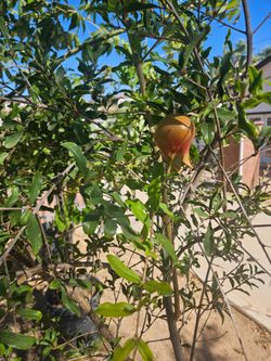 Arboles Frutales Duraznos, Guamuchil, Misperos, Guava, Higos, Jujube, Papayas, Guamuchil, Limones, Granado,
