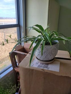 AIRPLANE PLANTS  Starts $2