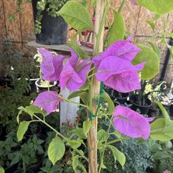 Purple Guvanbilias $35 Each Price Firm 