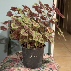 Coleus Plant