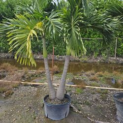 crhistmas Palms staring $75