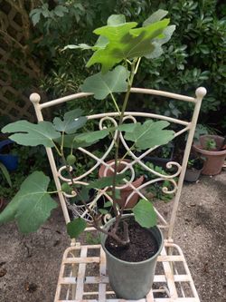 Large Fig Ficus Carica Live Plant Tree Sweet Red Fruit