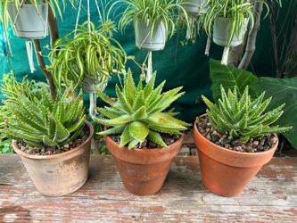 Cactus $14 each
