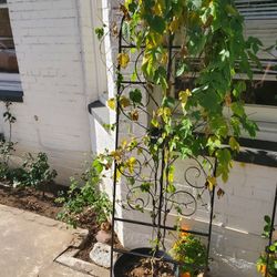 Morning Glory Vine Plant Trellis