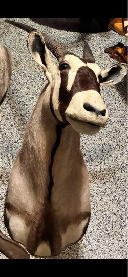 African shoulder mount.
