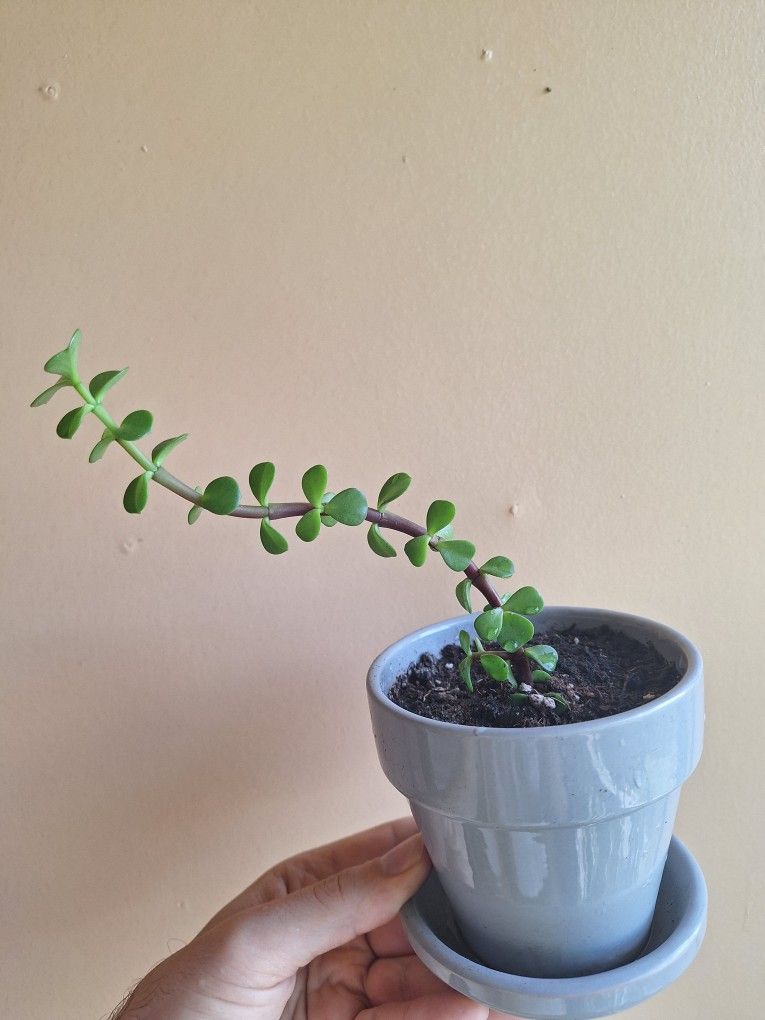 Jade Plant..rooted In Ceramic Pot