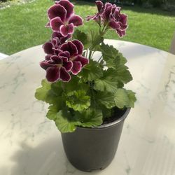 Geranium / ‘Pelargonium’ (Outdoor & Indoor Live Plant)