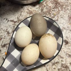 Fertile Duck Eggs/ Huevo Para Sacar Patitos