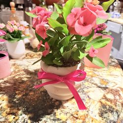 Valentine’s Day Live Plants In Pot