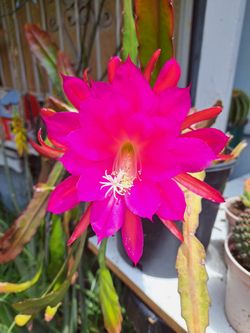 EPIPHYLLUM