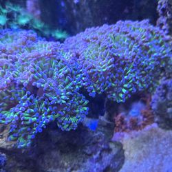 Bicolor Hammer  Corals( Read description)