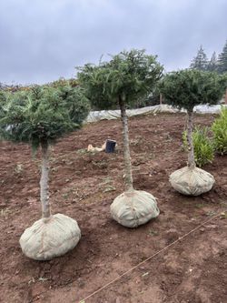 Lollipop Deodar Cedar’s