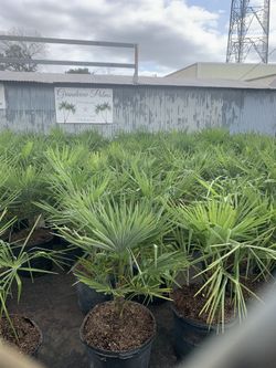Windmill Palm Trees, Cold hardy Palms, Beach, Coastal Landscaping Garden
