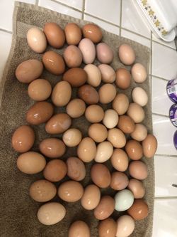 Pasture Raised Chicken Eggs - Delivery!!