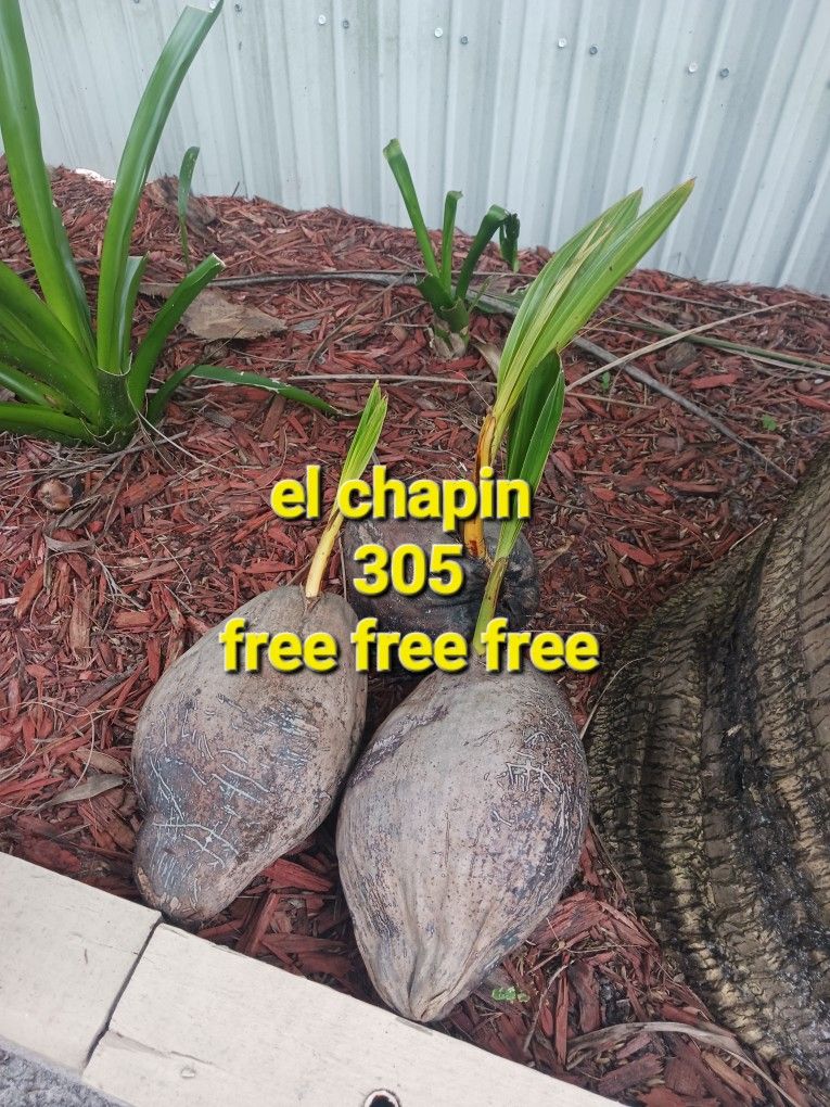 free free coco palm trees