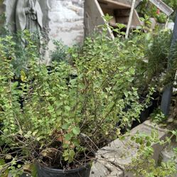 Planta De Orégano Menta Mejorana Yerbabuena Ruda Tomillo Albacar Cola De Caballo Te De Limón Istafiste