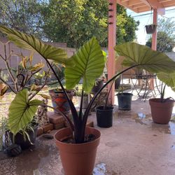 Medium Darkstar Plant 