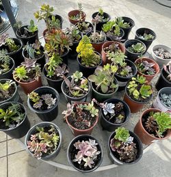 1 Gallon Succulent Plants