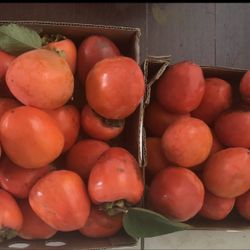 Persimmon Organic Home Grown Fresh Picked 20 For $20