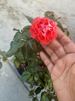Rose plants in a pot 12 each or 2 per 20