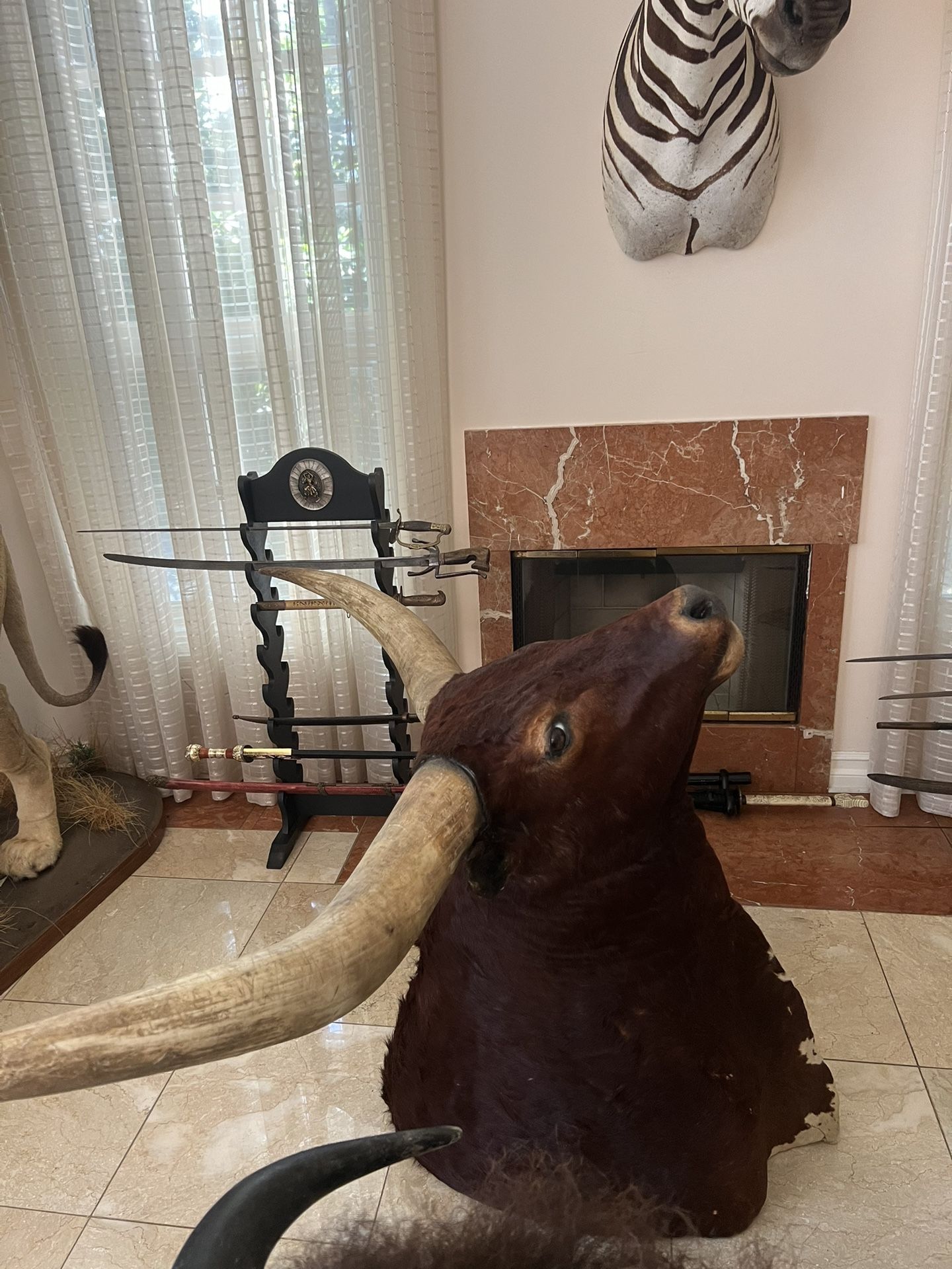 Ankole Watusi Longhorn Taxidermy Shoulder Head Mount